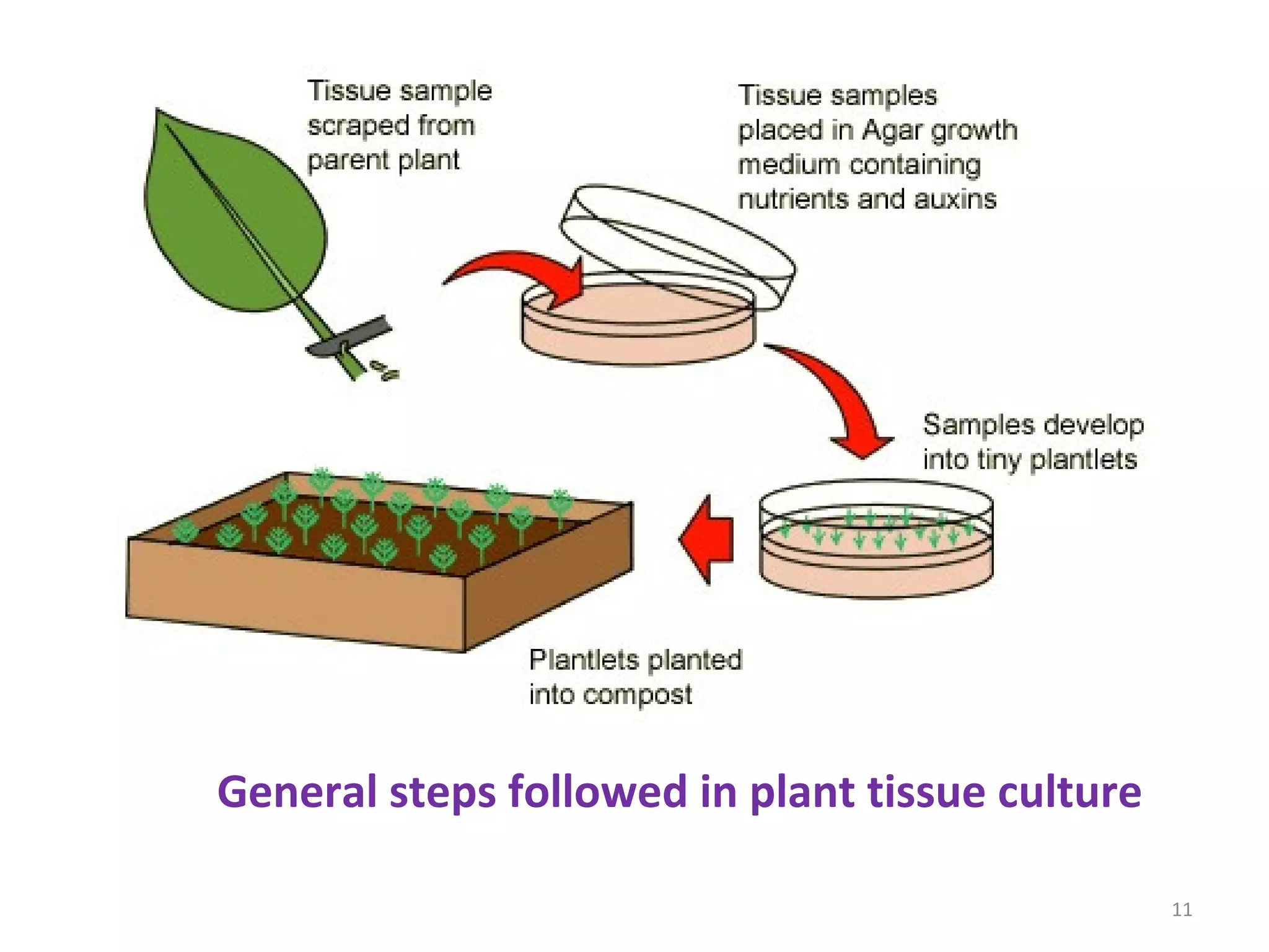 Tissue culture Applications For Genetic Improvement of Crop plants | PPT