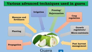 Guava
Propagation
Planting
Manures and
fertilizers
Irrigation
Pruning/
Rejuvenation
Crop
regulation
Growth
regulators/
Micro-nutrients
Post harvest
management
10
 