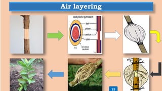 Air layering
13
 