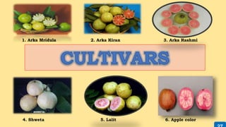 4. Shweta 5. Lalit 6. Apple color
1. Arka Mridula 2. Arka Kiran 3. Arka Rashmi
 