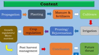 Propagation Planting Cultivars
Pruning/
Rejuvenation
Crop
regulation
Growth
regulators/
Micro-
nutrient
Post harvest
management
Conclusion
Future
thrust
Irrigation
Manure &
fertilizers
 