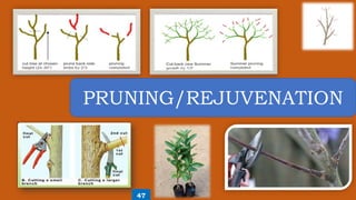 PRUNING/REJUVENATION
47
 