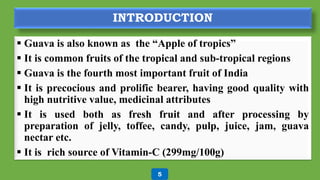 5
INTRODUCTION
 Guava is also known as the “Apple of tropics”
 It is common fruits of the tropical and sub-tropical regions
 Guava is the fourth most important fruit of India
 It is precocious and prolific bearer, having good quality with
high nutritive value, medicinal attributes
 It is used both as fresh fruit and after processing by
preparation of jelly, toffee, candy, pulp, juice, jam, guava
nectar etc.
 It is rich source of Vitamin-C (299mg/100g)
5
 