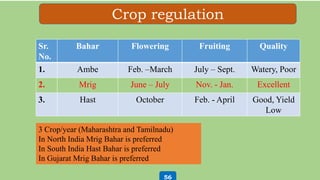 Crop regulation
Sr.
No.
Bahar Flowering Fruiting Quality
1. Ambe Feb. –March July – Sept. Watery, Poor
2. Mrig June – July Nov. - Jan. Excellent
3. Hast October Feb. - April Good, Yield
Low
3 Crop/year (Maharashtra and Tamilnadu)
In North India Mrig Bahar is preferred
In South India Hast Bahar is preferred
In Gujarat Mrig Bahar is preferred
56
 