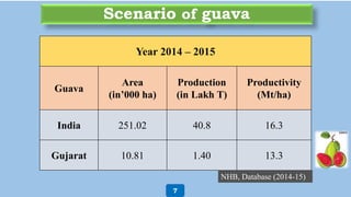 Scenario of guava
Year 2014 – 2015
Guava
Area
(in’000 ha)
Production
(in Lakh T)
Productivity
(Mt/ha)
India 251.02 40.8 16.3
Gujarat 10.81 1.40 13.3
NHB, Database (2014-15)
7
 