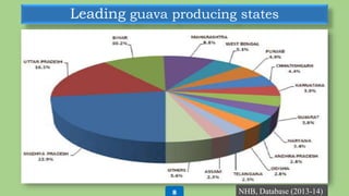 Leading guava producing states
NHB, Database (2013-14)8
 