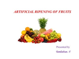 ARTIFICIAL RIPENING OF FRUITS
Presented by
Tamilselvan . T
 
