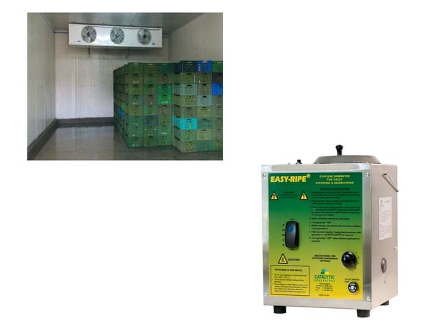 Artificial ripening of fruits | PPTX | Agriculture | Industries