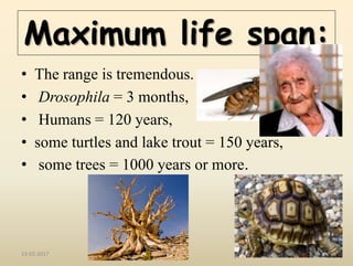 Turtle Max Age shelf life in horticultural produce | PPTX