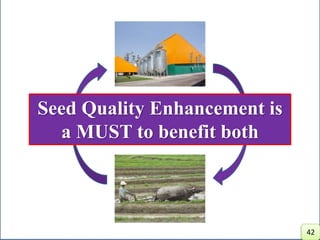 Seed Quality Enhancement is
a MUST to benefit both
42
 