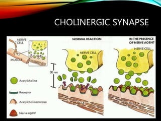 CHOLINERGIC SYNAPSE
 