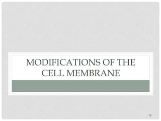 MODIFICATIONS OF THE
CELL MEMBRANE
10
 