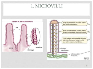1. MICROVILLI
11
 