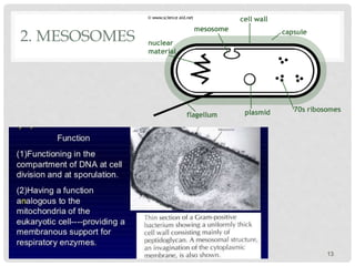2. MESOSOMES
13
 