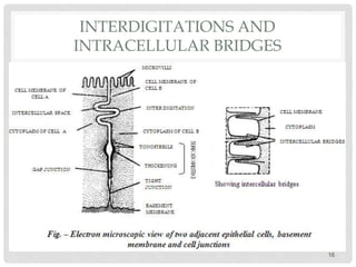 INTERDIGITATIONS AND
INTRACELLULAR BRIDGES
16
 