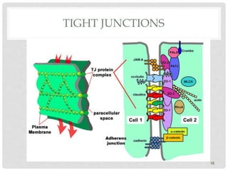 TIGHT JUNCTIONS
18
 