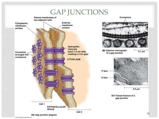 GAP JUNCTIONS
19
 