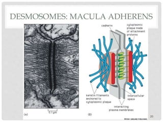DESMOSOMES: MACULA ADHERENS
20
 