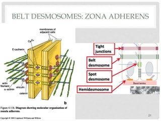 BELT DESMOSOMES: ZONA ADHERENS
21
 