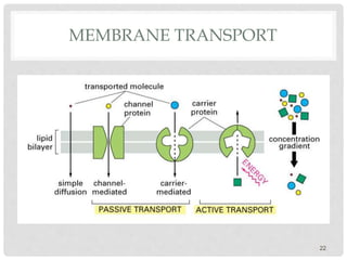 MEMBRANE TRANSPORT
22
 