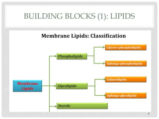 BUILDING BLOCKS (1): LIPIDS
4
 