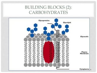 BUILDING BLOCKS (2):
CARBOHYDRATES
6
 