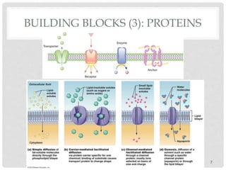 BUILDING BLOCKS (3): PROTEINS
7
 