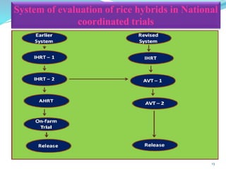 Hybrid Rice - Prospectus and Challenges | PPTX