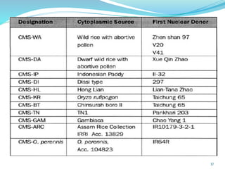 Sl8 Hybrid Rice Hybrid Rice - Prospectus and Challenges | PPTX