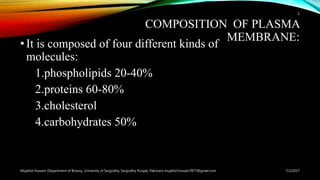 COMPOSITION OF PLASMA
MEMBRANE:
•It is composed of four different kinds of
molecules:
1.phospholipids 20-40%
2.proteins 60-80%
3.cholesterol
4.carbohydrates 50%
7/2/2017Mujahid Hussain (Department of Botany, University of Sargodha, Sargodha, Punjab, Pakistan) mujahid.hussain7877@gmail.com
3
 