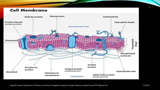 7/2/2017Mujahid Hussain (Department of Botany, University of Sargodha, Sargodha, Punjab, Pakistan) mujahid.hussain7877@gmail.com
4
 