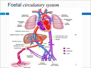 Foetal circulatory system
4
 