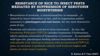Pests Infested Rice Stem FACTORS INDUCING RESISTANCE AGAINST INSECT PEST OF RICE | PPTX ...