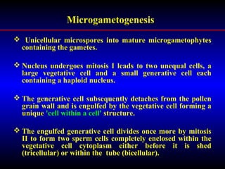 Microgametogenesis
 Unicellular microspores into mature microgametophytes
containing the gametes.
 Nucleus undergoes mitosis I leads to two unequal cells, a
large vegetative cell and a small generative cell each
containing a haploid nucleus.
 The generative cell subsequently detaches from the pollen
grain wall and is engulfed by the vegetative cell forming a
unique 'cell within a cell' structure.
 The engulfed generative cell divides once more by mitosis
II to form two sperm cells completely enclosed within the
vegetative cell cytoplasm either before it is shed
(tricellular) or within the tube (bicellular).
 