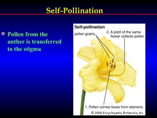 Self-PollinationSelf-Pollination
Pollen from the
anther is transferred
to the stigma
 
