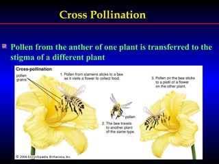 Cross PollinationCross Pollination
Pollen from the anther of one plant is transferred to the
stigma of a different plant
 