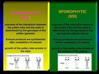 SPOROPHYTIC
(SSI)
outcome of the interaction between
the pollen tube and the style is
determined by the genotype of the
sporophyte (diploid tissue)
S-locus products are synthesized
before completion of meiosis
growth of the pollen tube arrests at
the surface of the stigma
GAMETOPHYTIC
(GSI)
outcome of the interaction between
the pollen tube and the style is
determined by the genotype of the
pollen (gamete)
S-locus products are synthesized
after completion of meiosis
growth of the pollen tube arrests in
the style
 