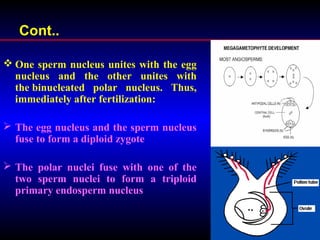Cont..
 One sperm nucleus unites with the egg
nucleus and the other unites with
the binucleated polar nucleus. Thus,
immediately after fertilization:
 The egg nucleus and the sperm nucleus
fuse to form a diploid zygote
 The polar nuclei fuse with one of the
two sperm nuclei to form a triploid
primary endosperm nucleus
 