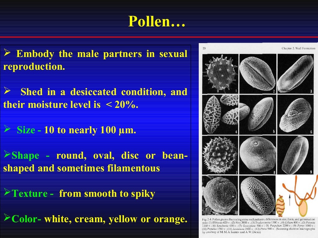 Pollen Biology