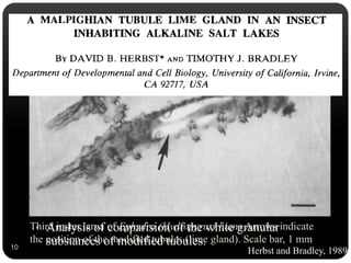 Objective of the study,
• Morphological and ultrastructural description of
malpighian tubules of the alkali fly larve, comparision
to other dipteran flies.
• Analysis of comparision of the white granular
substances of modified tubules.
Third instar larva of Ephydra (Hydropyrus) hians Arrows indicate
the position of the modified tubules (lime gland). Scale bar, 1 mm
10
Herbst and Bradley, 1989
 