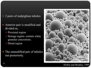  2 pairs of malpighian tubules
 Anterior pair is modified and
divided as,
 Proximal region
 Storage region- contain white
granular concretions.
 Distal region
 The unmodified pair of tubules
run posteriorly.
11
Herbst and Bradley, 1989
 