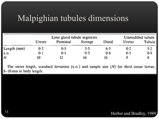 Malpighian tubules dimensions
13
Herbst and Bradley, 1989
 
