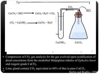  Comparision of CO2 gas analysis for the gas evolved upon acidification of
dried concretions from the modofied Malpighian tubules of Ephydra hians
and reagent grade CaCO3.
 Lime gland contain CO2 equivalent to 84% of that in pure CaCO3.
colourless milky
14
Herbst and Bradley, 1989
 