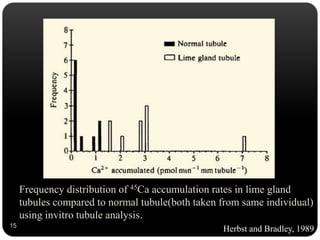 Frequency distribution of 45Ca accumulation rates in lime gland
tubules compared to normal tubule(both taken from same individual)
using invitro tubule analysis.
15
Herbst and Bradley, 1989
 
