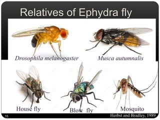 Relatives of Ephydra fly
House fly Blow fly Mosquito
Musca autumnalisDrosophila melanogaster
16 Herbst and Bradley, 1989
 