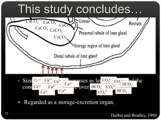 Ca2+
This study concludes…
17
• Size of lime gland increases as larvae grow, and the
concretions accumulate over the three instars.
 Regarded as a storage-excretion organ.
Ca2+
Ca2+
Ca2+
Ca2+
Ca2+
Ca2+
Ca2+
CO3
2-
CO3
2-
CO3
2-
CO3
2-
HCO3
-
HCO3
-
HCO3
-
CaCO3
CaCO3
CaCO3 CaCO3
CaCO3
CaCO3
Herbst and Bradley, 1989
 