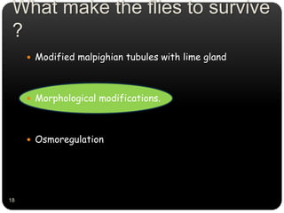 What make the flies to survive
?
 Modified malpighian tubules with lime gland
 Morphological modifications.
 Osmoregulation
18
 