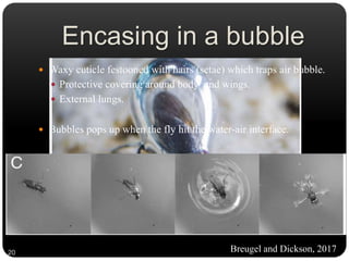 Encasing in a bubble
 Waxy cuticle festooned with hairs (setae) which traps air bubble.
 Protective covering around body and wings.
 External lungs.
 Bubbles pops up when the fly hit the water-air interface.
Breugel and Dickson, 201720
 