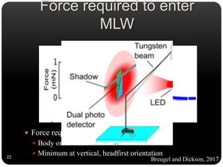 Force required to enter
MLW
 Force required to enter varied with,
 Body orientation
 Minimum at vertical, headfirst orientation
Breugel and Dickson, 201722
 