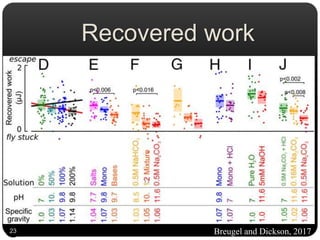  In pure water, the work required to submerge the fly is largely
recovered when it is pulled out of the water.
 Thus, we use the term “recovered work” as a measure of how
easy it is for the flies to escape the water.
Recovered work
Breugel and Dickson, 201723
 